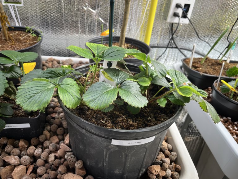 Strawberry crowns ready for hydroponic transplanting