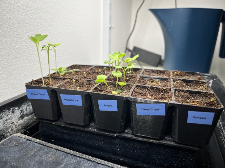 Seed starting supplies laid out for hydroponic germination